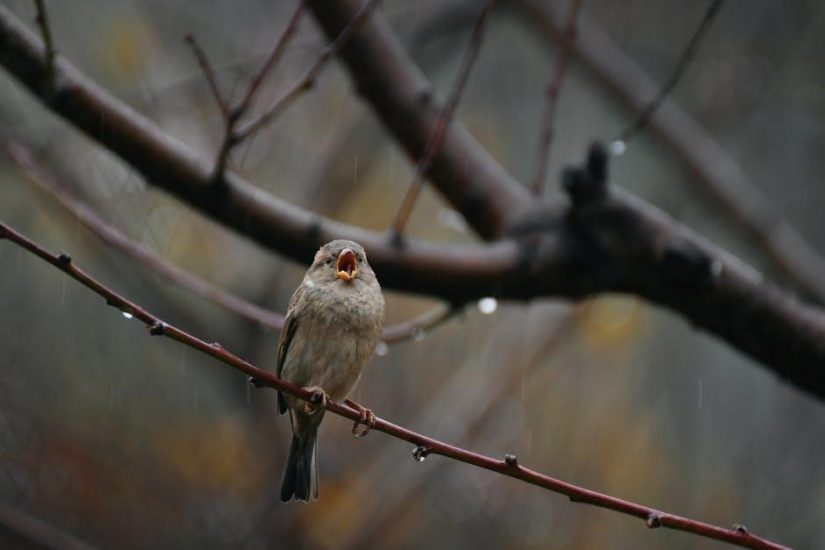 rain bird esp 6tm owners manual