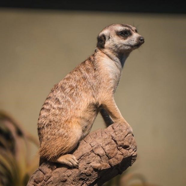 barbara o’neill diet pdf